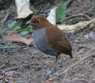 Grallaria rufocinerea