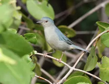 Conirostrum bicolor