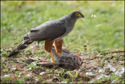 Accipiter bicolor