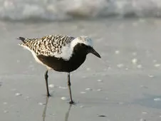 Pluvialis squatarola