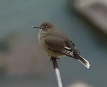 Agriornis montanus