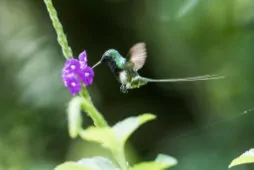 Discosura langsdorffi