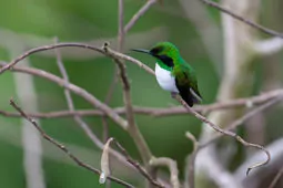 Heliothryx auritus