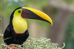 Ramphastos ambiguus