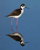 Himantopus mexicanus