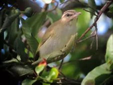 Vireo altiloquus