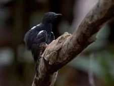 Cercomacroides serva