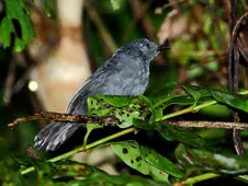 Cercomacroides nigrescens