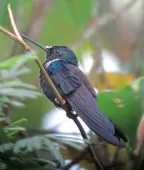 Coeligena prunellei