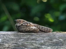 Nyctipolus nigrescens
