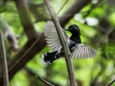 Thamnophilus melanonotus