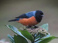 Conirostrum sitticolor