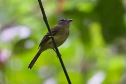 Aphanotriccus audax