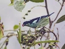 Tangara cyanotis