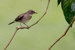 Turdus ignobilis