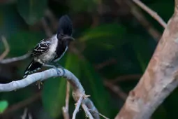 Sakesphorus canadensis