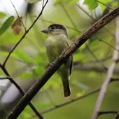 Pachyramphus marginatus