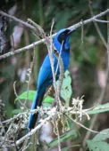 Cyanolyca armillata