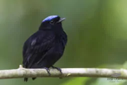 Lepidothrix coronata