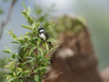Pygochelidon melanoleuca