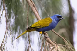 Sporathraupis cyanocephala