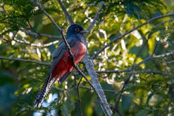 Trogon curucui