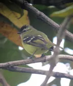 Phyllomyias nigrocapillus