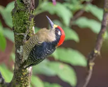 Melanerpes pucherani