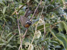 Sphenopsis melanotis