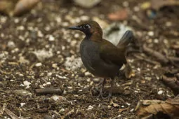 Formicarius analis