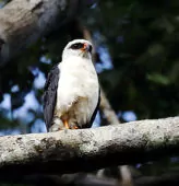 Leucopternis melanops