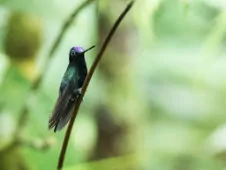 Doryfera johannae