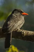 Monasa nigrifrons