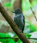 Thamnophilus nigrocinereus