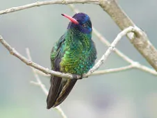 Chrysuronia grayi