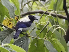 Stilpnia cyanoptera