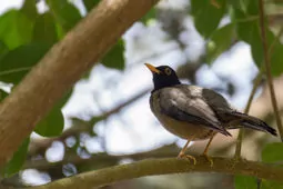 Turdus olivater