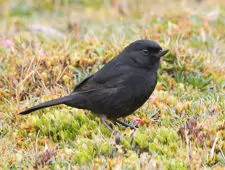 Diglossa humeralis
