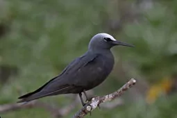 Anous minutus