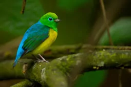 Chlorophonia cyanea