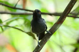 Myrmoborus melanurus