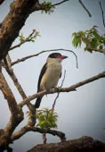 Tityra cayana