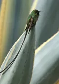 Lesbia victoriae
