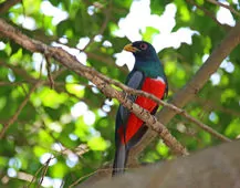 Trogon melanurus