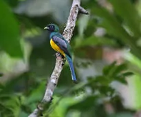 Trogon rufus