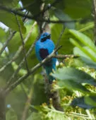 Cotinga nattererii