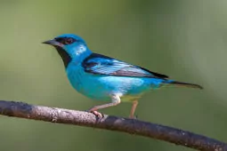 Dacnis cayana