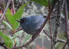 Diglossa caerulescens