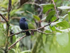 Amaurospiza concolor