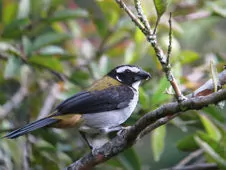 Saltator atripennis